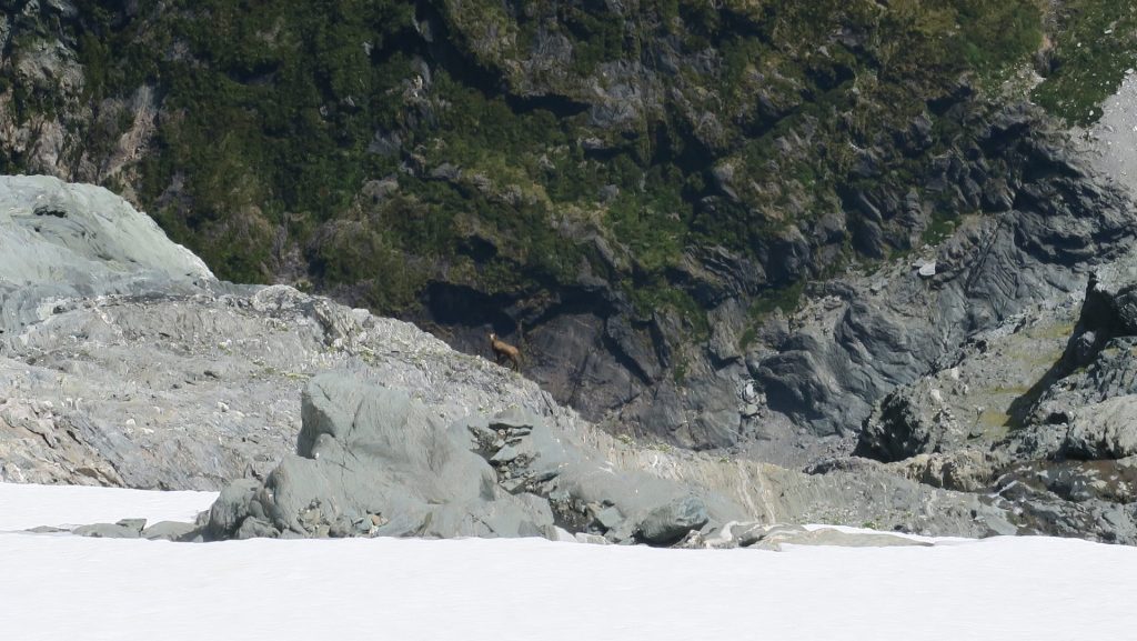 animal spotted on alpine hunting course
